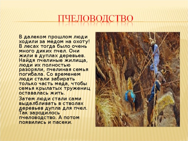  В далеком прошлом люди ходили за медом на охоту! В лесах тогда было очень много диких пчел. Они жили в дуплах деревьев. Найдя пчелиные жилища, люди их полностью разоряли, пчелиная семья погибала. Со временем люди стали забирать только часть меда, чтобы семья крылатых тружениц оставалась жить.  Затем люди стали сами выдалбливать в стволах деревьев дупла для пчел. Так зародилось пчеловодство. А потом появились и пасеки. 