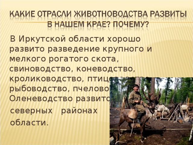 Отрасли экономики в иркутской области какие развиты. Презентация отрасли животноводства. Животноводство в Иркутской области. Сообщение о отрасли животноводства. Отрасли сельского хозяйства Иркутской области.