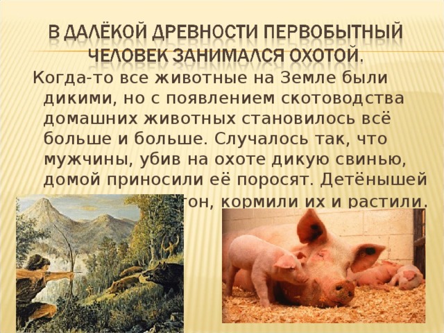  Когда-то все животные на Земле были дикими, но с появлением скотоводства домашних животных становилось всё больше и больше. Случалось так, что мужчины, убив на охоте дикую свинью, домой приносили её поросят. Детёнышей помещали в загон, кормили их и растили . 
