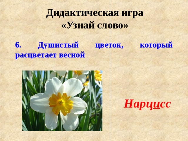 Дидактическая игра «Узнай слово» 6. Душистый цветок, который расцветает весной Нарц и сс