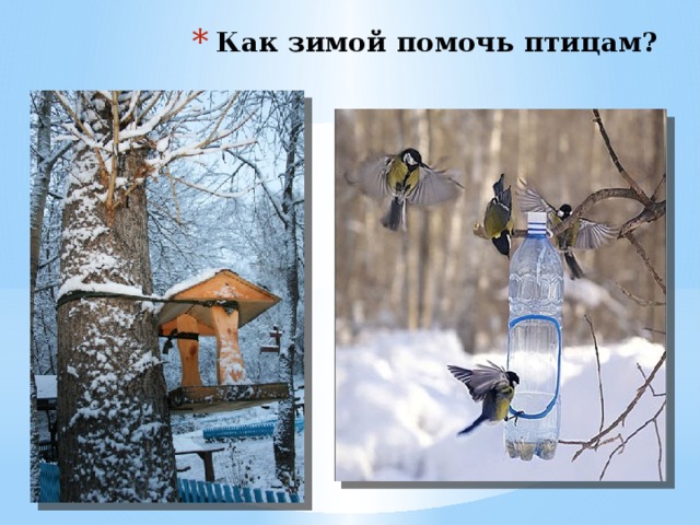 Как зимой помочь птицам? 