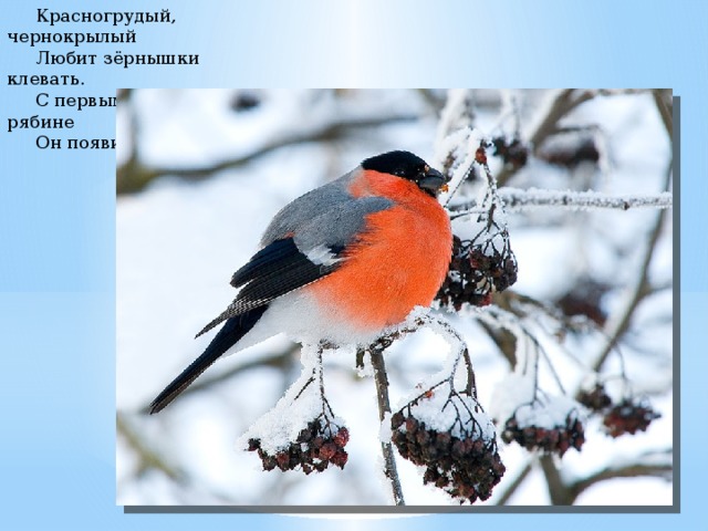 Красногрудый, чернокрылый       Любит зёрнышки клевать.       С первым снегом на рябине       Он появится опять. 