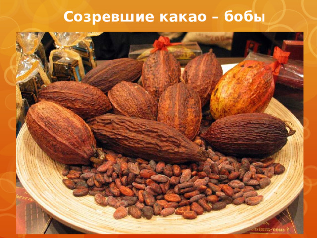  Созревшие какао – бобы  