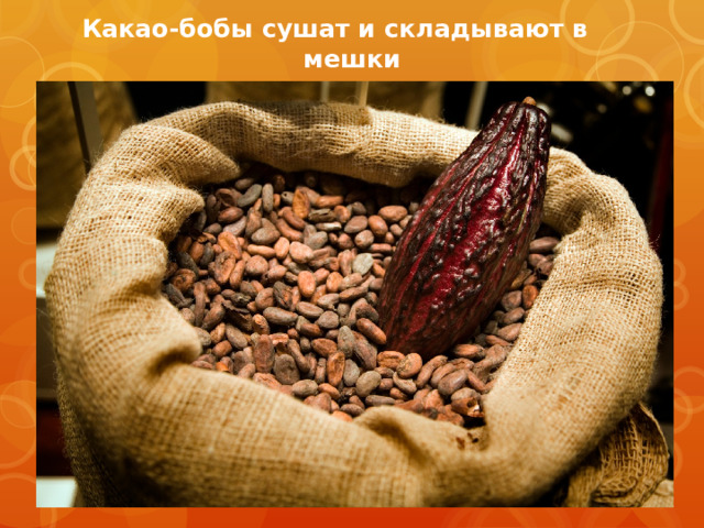  Какао-бобы сушат и складывают в мешки  
