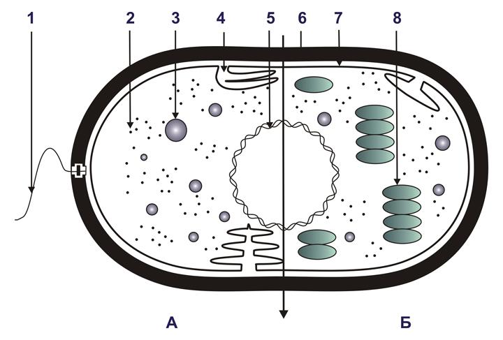 Схема прокариотической клетки
