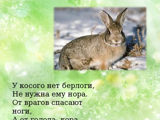 У косого нет берлоги, Не нужна ему нора. От врагов спасают ноги, А от голода- кора. 