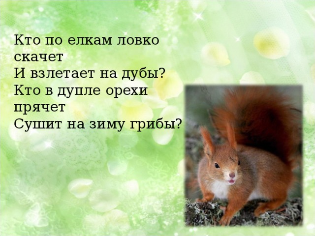 Кто по елкам ловко скачет И взлетает на дубы? Кто в дупле орехи прячет Сушит на зиму грибы? 