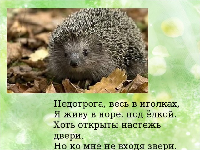 Недотрога, весь в иголках, Я живу в норе, под ёлкой. Хоть открыты настежь двери, Но ко мне не входя звери. 
