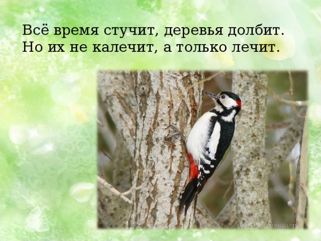 Всё время стучит, деревья долбит. Но их не калечит, а только лечит. 