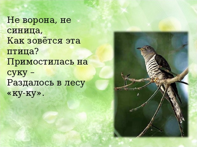 Не ворона, не синица, Как зовётся эта птица? Примостилась на суку – Раздалось в лесу «ку-ку». 