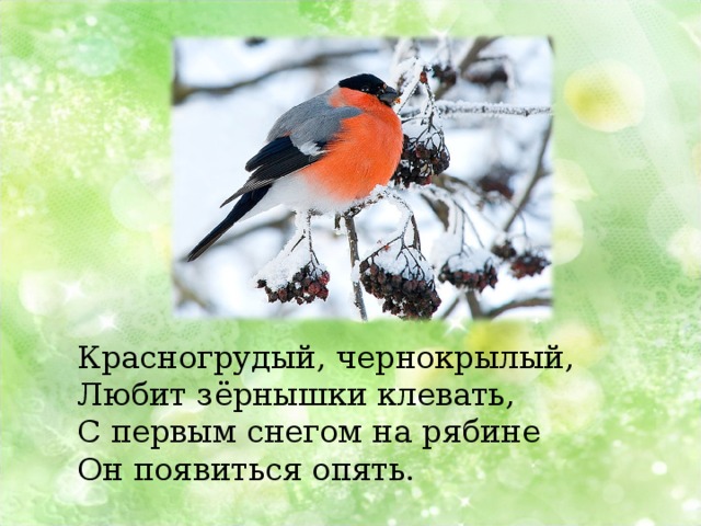 Красногрудый, чернокрылый, Любит зёрнышки клевать, С первым снегом на рябине Он появиться опять. 