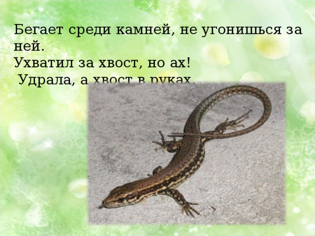 Бегает среди камней, не угонишься за ней. Ухватил за хвост, но ах!  Удрала, а хвост в руках. 