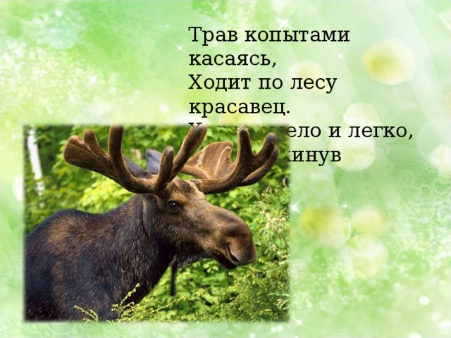 Трав копытами касаясь,   Ходит по лесу красавец.   Ходит смело и легко,  Рога раскинув широко. 
