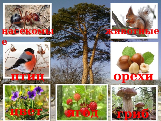 животные насекомые птицы орехи цветы ягоды грибы  