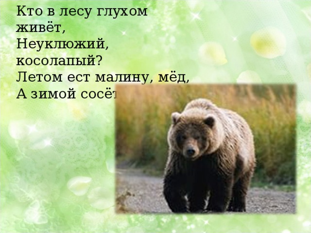 Кто в лесу глухом живёт, Неуклюжий, косолапый? Летом ест малину, мёд, А зимой сосёт он лапу. 