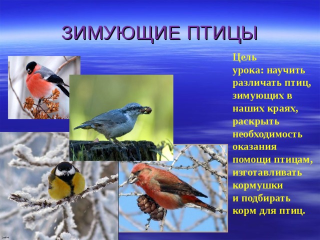 Зимующие птицы алтайского края названия. Зимующие птицы Самарской области. Зимующие птицы цель. Птицы Тамбовщины зимующие. Какие птицы зимуют в наших краях.