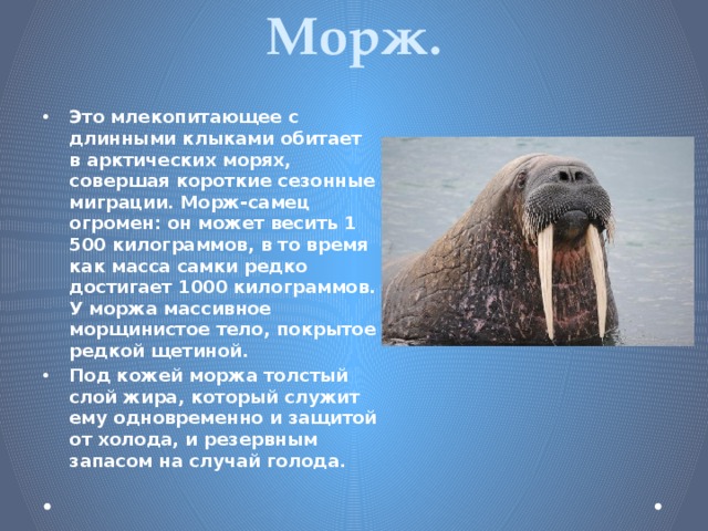 Моржи в какой природной зоне. Морж арктических пустынь. Морж это млекопитающее. Морж арктической пустыни. Зона арктических пустынь морж.