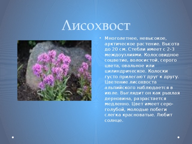 Лисохвост Многолетнее, невысокое, арктическое растение. Высота до 20 см. Стебли имеет с 2-3 междоузлиями. Колосовидное соцветие, волосистой, серого цвета, овальное или цилиндрическое. Колоски густо прилегают друг к другу. Цветение лисохвоста альпийского наблюдается в июле. Выглядит он как рыхлая дерновина, разрастается медленно. Цвет имеет серо-голубой, молодые побеги слегка красноватые. Любит солнце. 