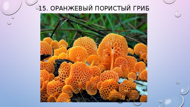 15. Оранжевый пористый гриб    