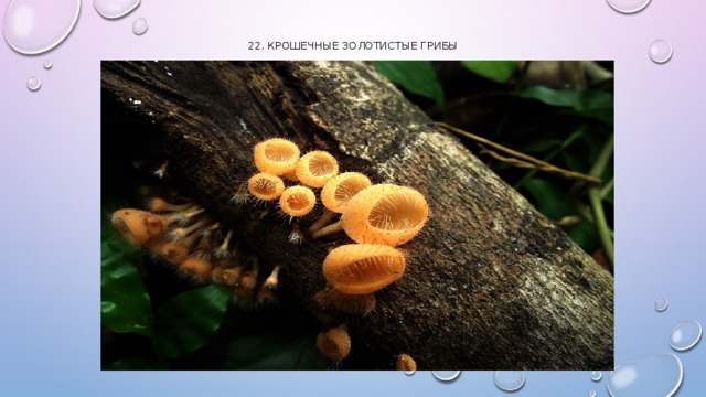 22. Крошечные золотистые грибы   