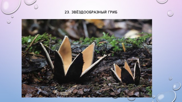 23. Звёздообразный гриб   