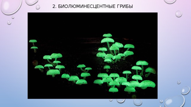 2. Биолюминесцентные грибы   
