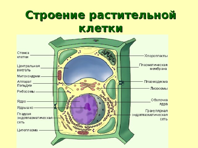 Структура растительной клетки рисунок