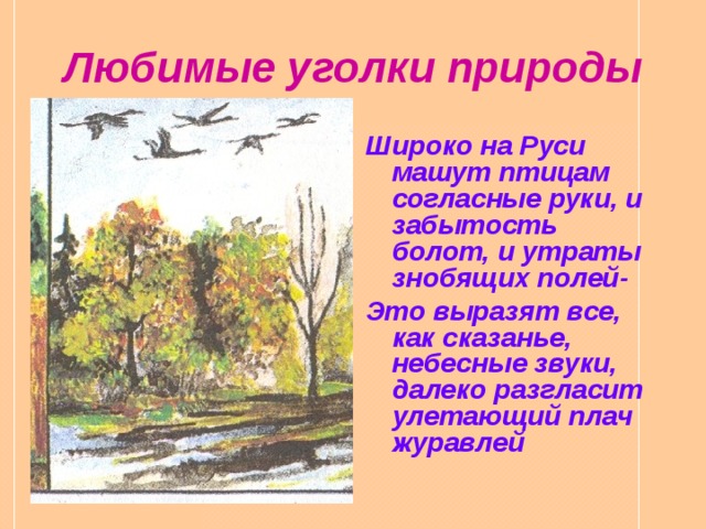 Любимые уголки природы Широко на Руси машут птицам согласные руки, и забытость болот, и утраты знобящих полей- Это выразят все, как сказанье, небесные звуки, далеко разгласит улетающий плач журавлей