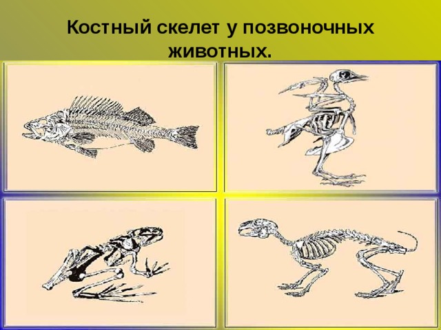 О чем говорит сходный план строения скелетов разных позвоночных животных кратко