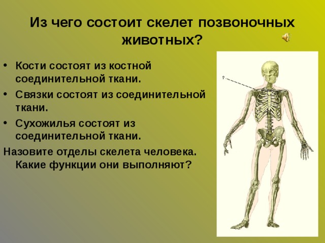 Значение скелета человека. Скелет состоит из. Из чего состоит скелет позвоночных животных.