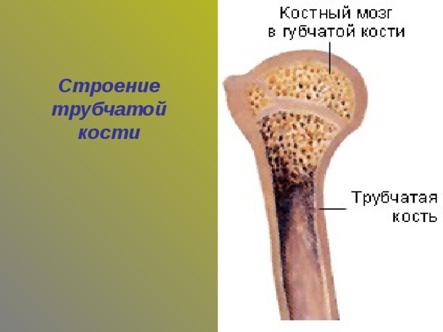 Трубчатая кость тест. Строение трубчатой кости. Строение трубчатой и губчатой костей. Строение губчатых костей. Строение трубчатой кости животных.