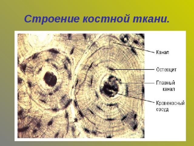 Рассмотрите фото костной ткани напишите ее строение