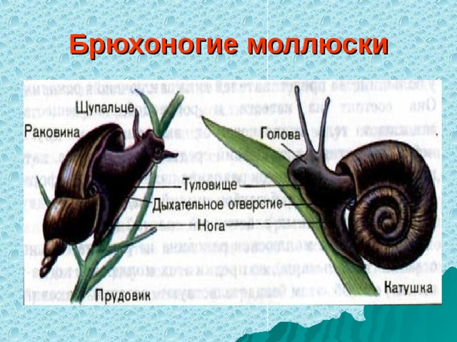 У большинства брюхоногих моллюсков скелет ответ