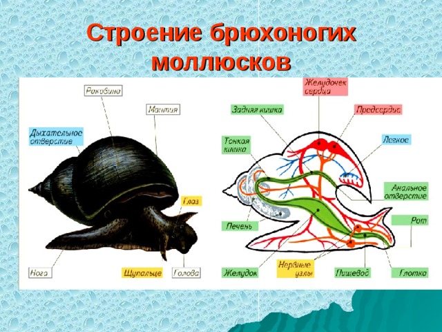 Моллюски схема строения