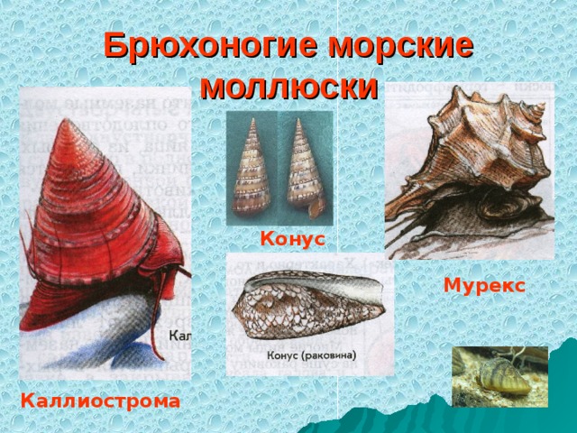 Брюхоногие морские моллюски Конус Мурекс Каллиострома