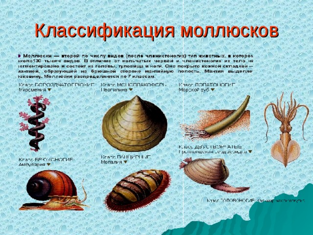 Классификация моллюсков
