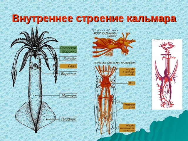 Внутреннее строение кальмара