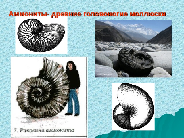 Аммониты- древние головоногие моллюски