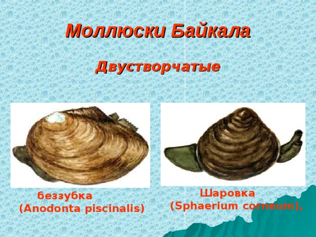 Моллюски Байкала Двустворчатые  Шаровка  (Sphaerium corneum),   беззубка (Anodonta piscinalis)