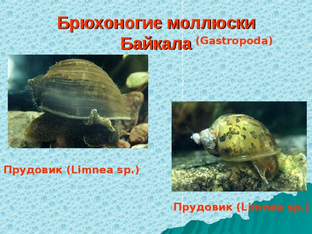 Брюхоногие моллюски Байкала (Gastropoda)  Прудовик (Limnea sp.) Прудовик (Limnea sp.)