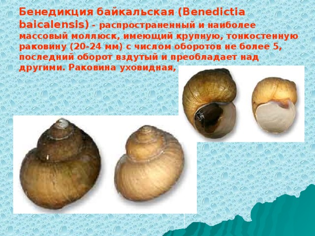 Бенедикция байкальская (Benedictia baicalensis)  - распространенный и наиболее массовый моллюск, имеющий крупную, тонкостенную раковину (20-24 мм) с числом оборотов не более 5, последний оборот вздутый и преобладает над другими. Раковина уховидная, с широким устьем.