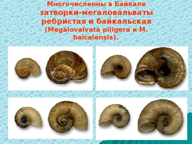 Многочисленны в Байкале затворки-мегаловальваты ребристая и байкальская (Megalovalvata piligera и M. baicalensis).