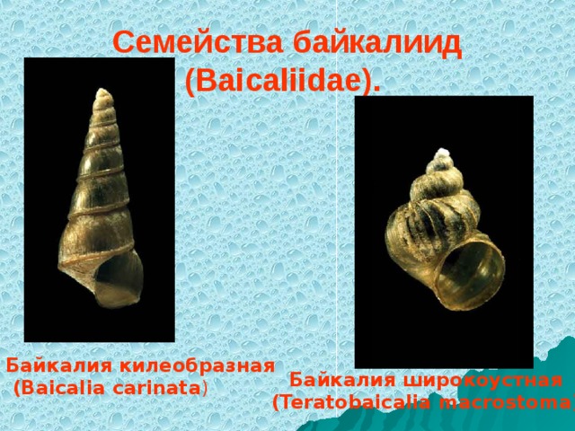 Семейства байкалиид (Baicaliidae).  Байкалия килеобразная  (Baicalia carinata ) Байкалия широкоустная (Teratobaicalia macrostoma)