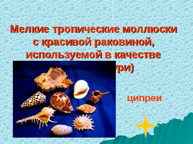 Мелкие тропические моллюски с красивой раковиной, используемой в качестве монеты (каури) ципреи