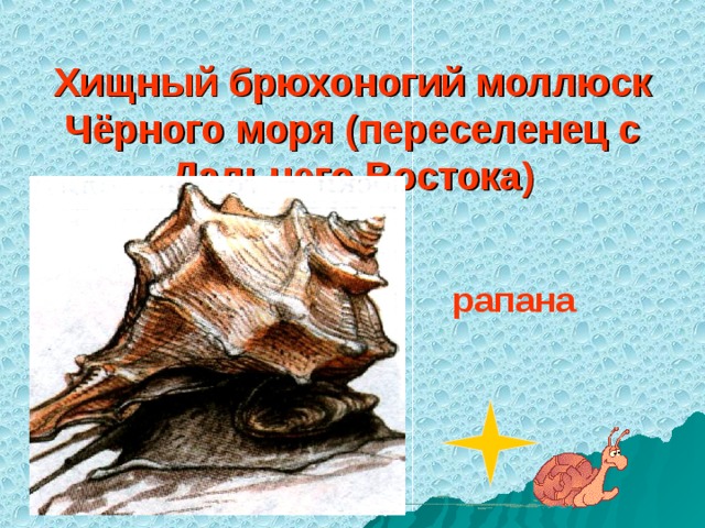 Хищный брюхоногий моллюск Чёрного моря (переселенец с Дальнего Востока) рапана