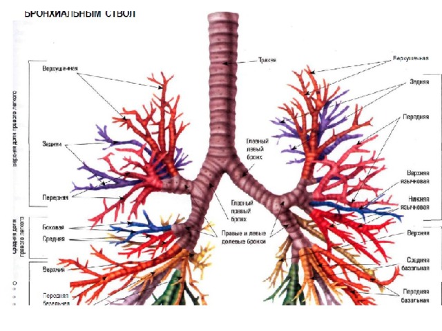 В состав стенок правого и левого бронхов входят соответственно