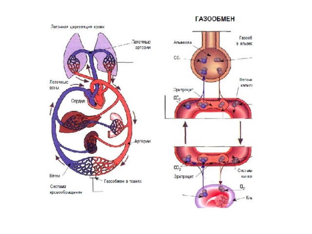 Круги кровообращения газообмен
