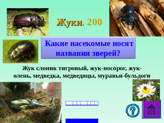 Жуки , 2 00   Какие насекомые носят названия зверей? Жук слоник тигровый, жук-носорог, жук-олень, медведка, медведицы, муравьи-бульдоги