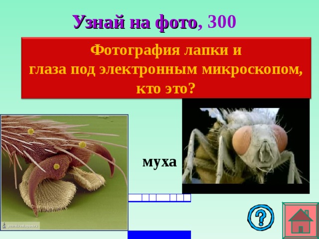 Узнай на фото , 3 00 Фотография лапки и глаза под электронным микроскопом, кто это? муха