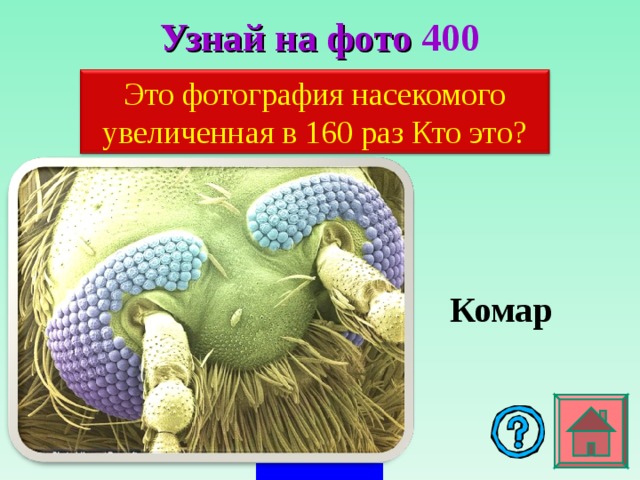 Узнай на фото 4 00 Это фотография насекомого увеличенная в 160 раз Кто это? Комар